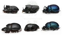 Real Dung Beetle Specimens of Dung Beetle Golden Turtle Specimens Home Decor Sculpture Modern Art Sculpture 1
