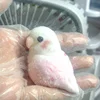 New Cute Parrot Flocking Handmade Silicone Fidget Fingertip Toy Kawaii Color Plush Bird Birthday Gift For Kids Squishy Pendant 5