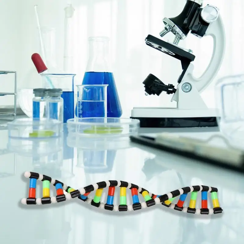 DNA Double Helix Model Kit 3