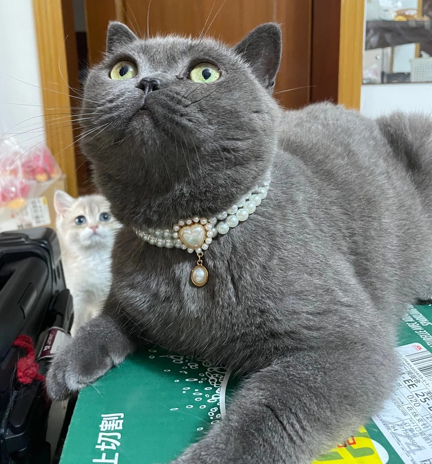 Title 5, Luxury Dog Cat Pearl Necklace Collar with Diamo...