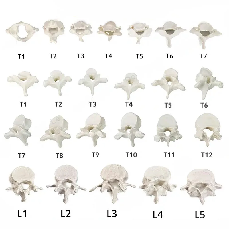 Human Anatomical Spine Model 1