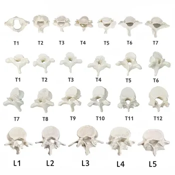 Human Anatomical Spine Model 1