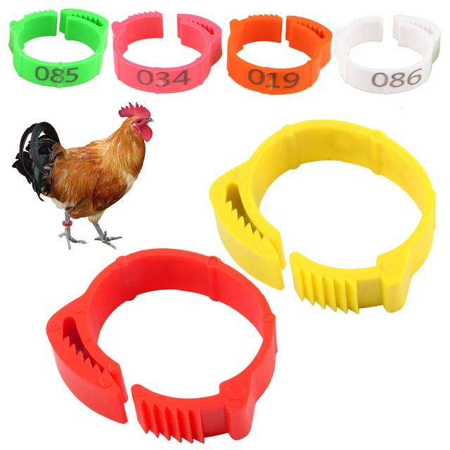 Marqueur pour pied de poulet, 100 pièces, taille réglable 1-100, étiquette  de patte de volaille, anneau à boucle pour ferme - AliExpress