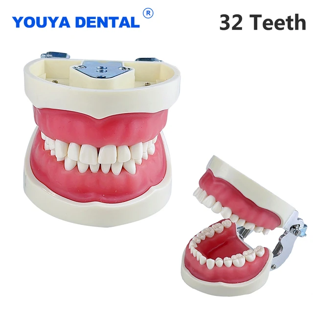 Gum Machoire - Dentier D'apprentissage - AliExpress