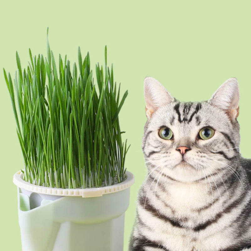 Cat Snack Mint Planting Hydroponic Box Cat Sprouts Growing TrayPlanting Cup Household Cat Grass Planter Flower