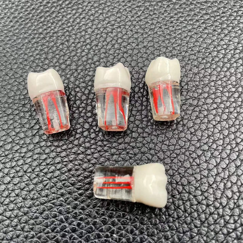 

5pcs Tooth Root Practice Pulp Cavity Clear Resin Teaching For Student Study Science Equipmenent Teeth Model