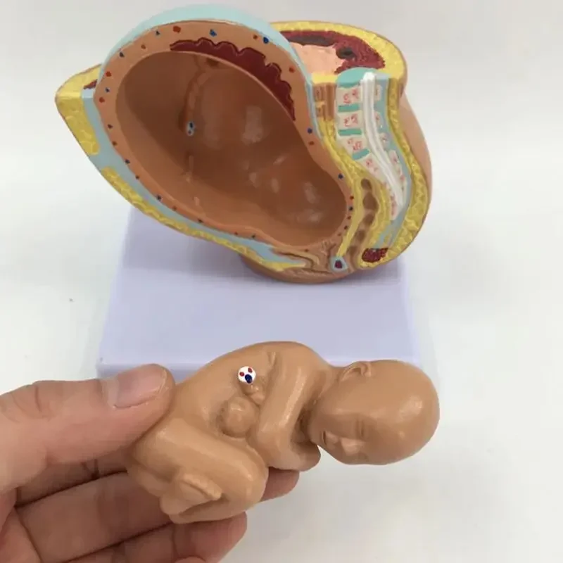 Life-Size Pregnancy Model 4