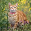 Cute Leather Cat Collar With Bell Safety Puppy Necklace Collars For Cat Small Dog Kitten Chihuahua Accessories Pet Products 5