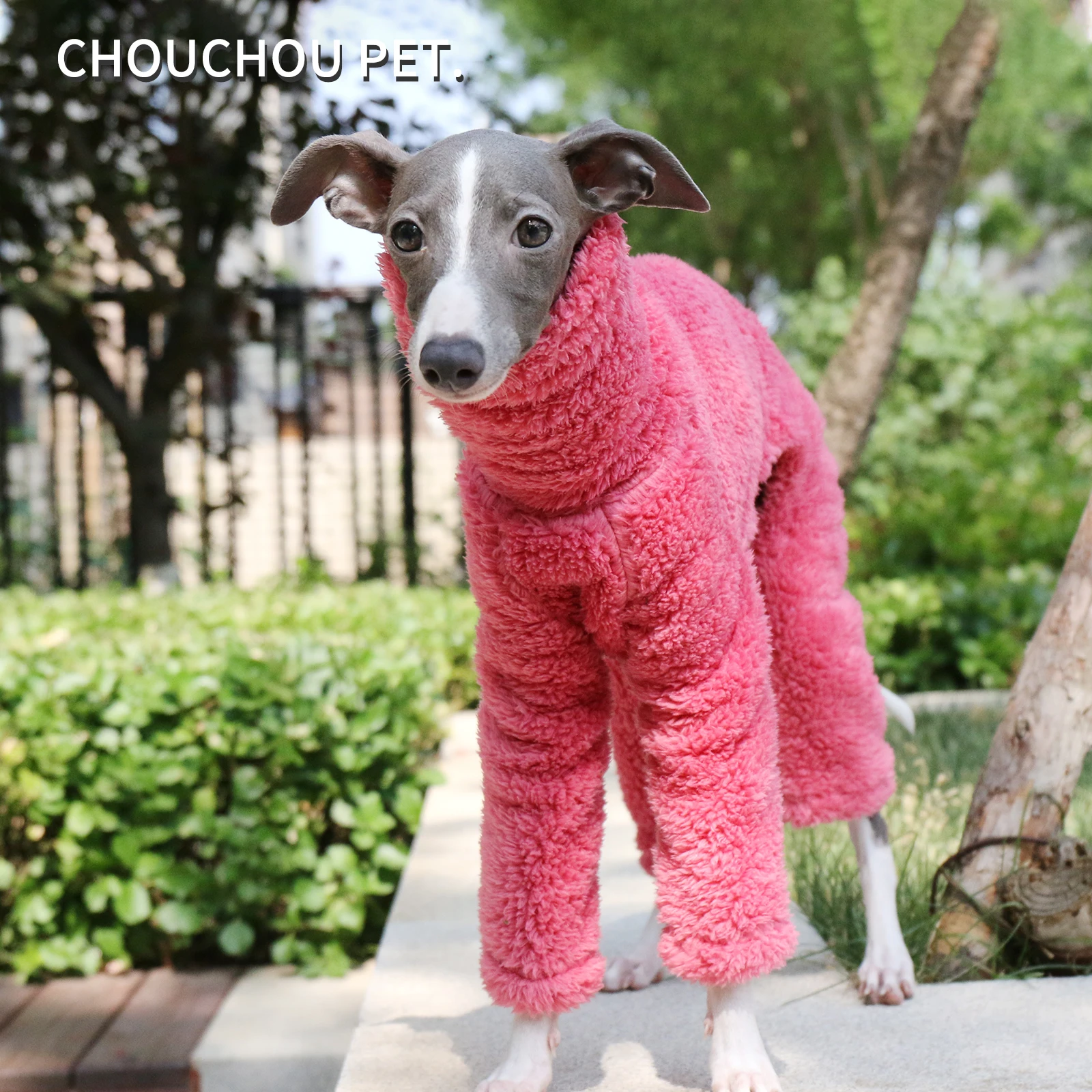 Quanto Costa un Piccolo Levriero Italiano? Prezzi da Allevamenti  Certificati | TikTok, image size:1600x1600