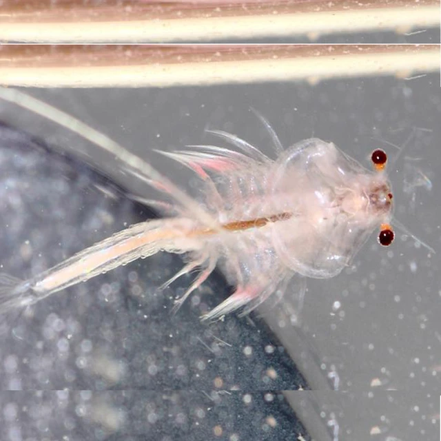 What Do Sea Monkeys Look Like When They First Hatch