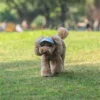 Adjustable Pet Dog Travel Cute Baseball Hat Sun Cap Visor Hat with Ear Holes Outdoor Sport Pet Supplies 5