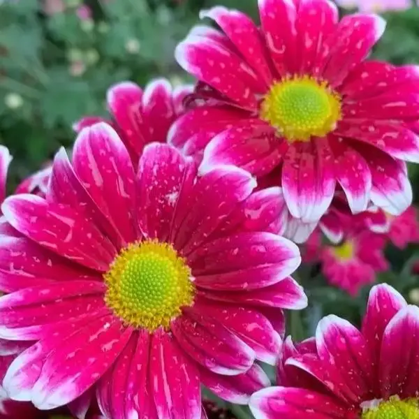 Shop1103843596 Store