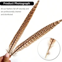 Natural Pheasant Tail Feathers 2