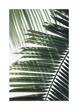  Palm Leaf Turtle Beach Landscape Quote Nordic Posters and Prints Wall Art Canvas Painting Wall Pictures Living Room Decor 