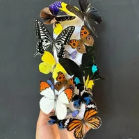 Real Butterfly Specimen Insect Student Teaching Science Exhibition Statues for Decoration Diy Carfs Home Decor 1