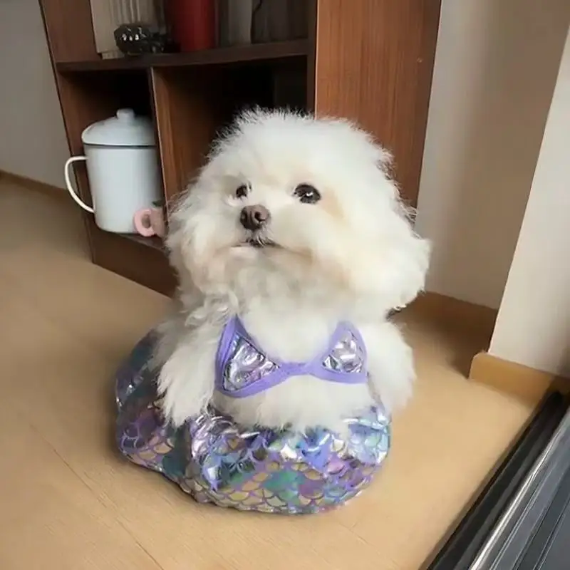 강아지 비키니 수영복 여름 강아지 목욕복 해변옷 고양이 의상 강아지 고양이 인어옷 치와와 퍼그용 펫 비키니