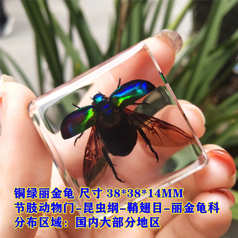Real Insect Small Animal Square Resin Real Insect Scarab Spider Beetle Apply To Specimen Teaching Gift Box Home Decor 3