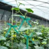 Garden Plant Branch Tie Ribbon PVC Garden Grafting Stretch Tie Ribbon Strength and Toughness Binding Ribbon for Vegetables 3