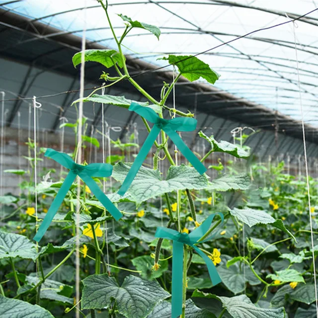 Garden Plant Branch Tie Ribbon PVC Garden Grafting Stretch Tie Ribbon Strength and Toughness Binding Ribbon for Vegetables 3