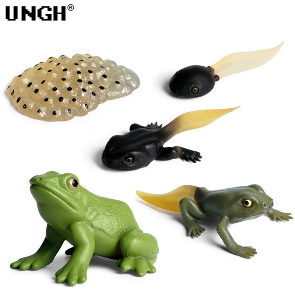 

UNGH 1 Set Simulation Animal Frog Tadpole Growth Cycle Model Figures Children Science Educational Toy for Kids Collect Game Gift