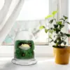 Moss Micro Landscape Bottle Display Cabinets Glasses Borosilicate Flower Pots 6