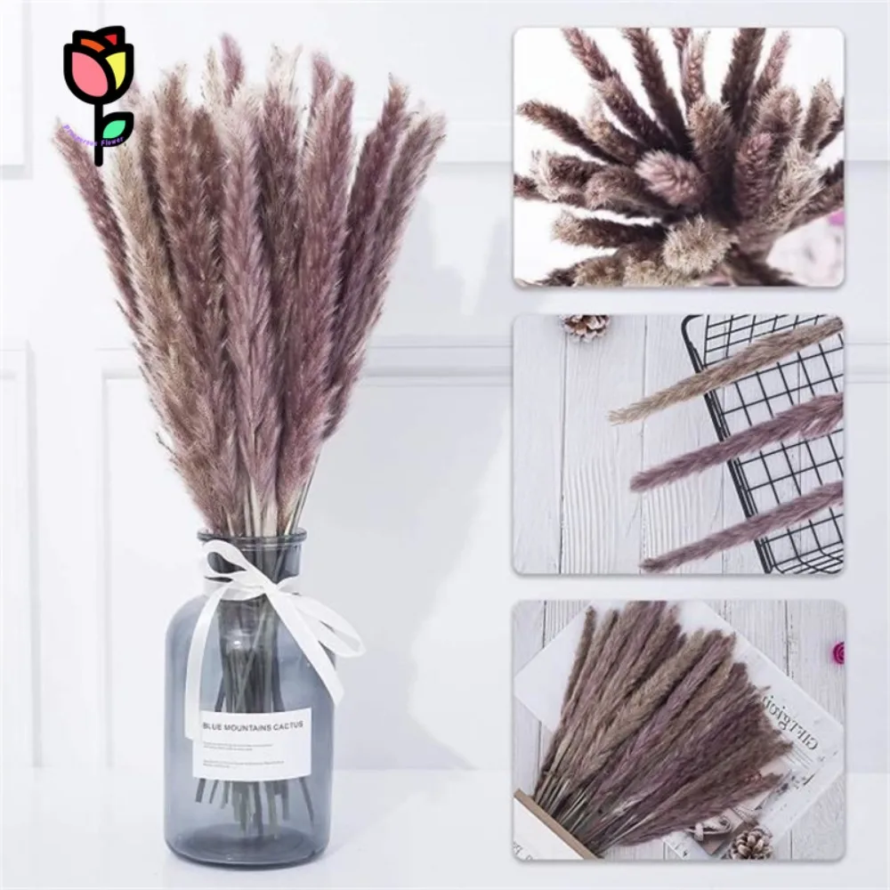 Phragmites naturais, Reed branco, Boho Home Decoration,