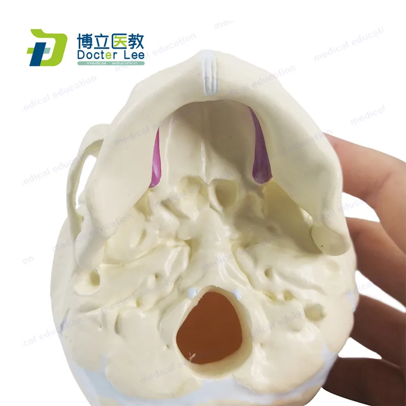 Human Foetal Skull Model Plasitc Baby Skeleton Skull Model for Medical Science Students Learning