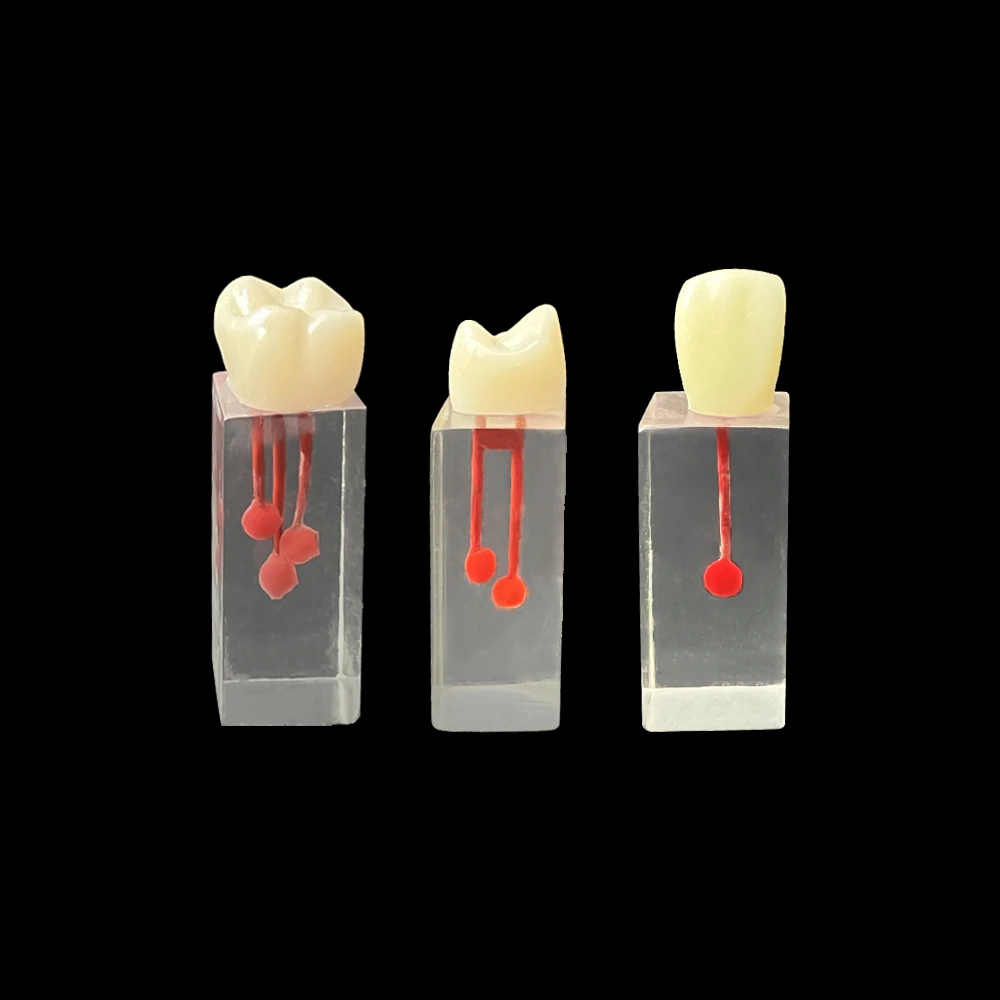 6개입 치과 근관 치료 훈련 블록 치아 근관치료 실습용 레진 RCT 데모 모델 치과 실험실 제품