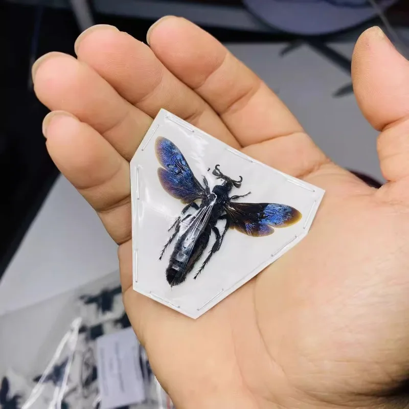 

Scolia Affinis настоящее насекомое, коллекция образцов для украшения, материалы для домашнего декора, научное обучение популярности