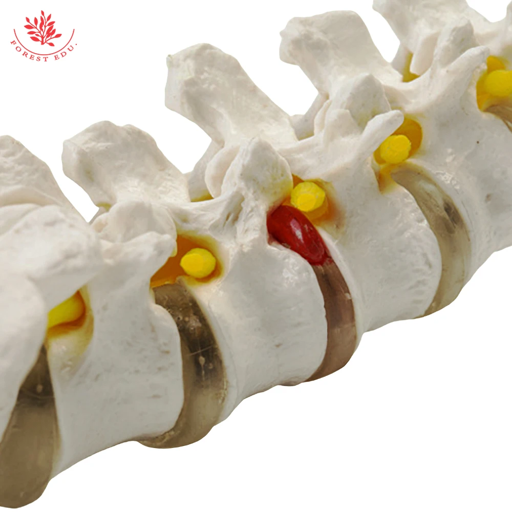 Lumbar Spine Model Mini Size Human Vertebrae with Sacrum&Coccyx and Tail Bone Medical Science For Anatomical Teaching