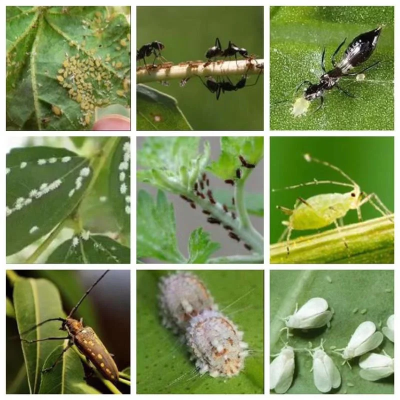 Imidacloprid Efficient Systemic Insecticide Kill Pest