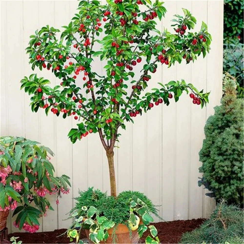 Sideboard Furniture For Fruits Vegetales Grape Plant