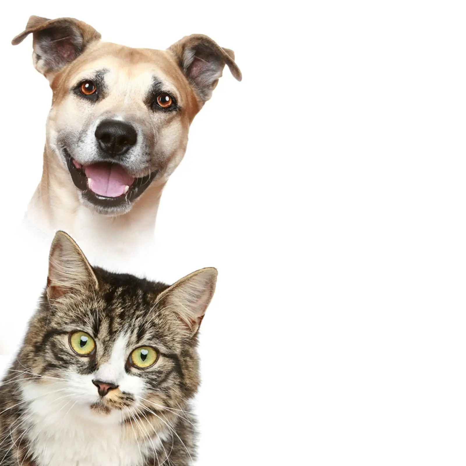 Cremation Memorial Urn Memorable Loose Memorial Pets Gift Burial Cremation Urn Storage Pet Urns for Dogs Ashes Retain Memories Cremation Memorial Urn Memorable Loose Memorial Pets Gift Burial Cremation Urn Storage Pet Urns for Dogs Ashes Retain Memories
