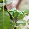 Invisible Plant Support Clips for Climbing Orchid Flower Ties Tomato Vine Plastic Garden Self-Adhesive Wall Fixture Binding Hook 4