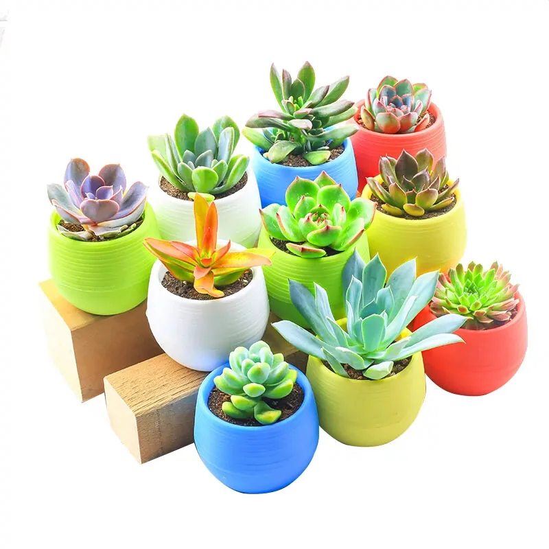 Flower Pot Mini Colourful Round Plastic Plant Flower Pot Garden Home Office Decor Planter Desktop Flower Pots flower pot,plant pot