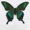 29 Carefully Selected Butterfly Specimens Real Butterfly Insect Teaching Specimens Wings Not Unfolded Home Decor Multiple Style 1