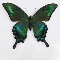 29 Carefully Selected Butterfly Specimens Real Butterfly Insect Teaching Specimens Wings Not Unfolded Home Decor Multiple Style 1