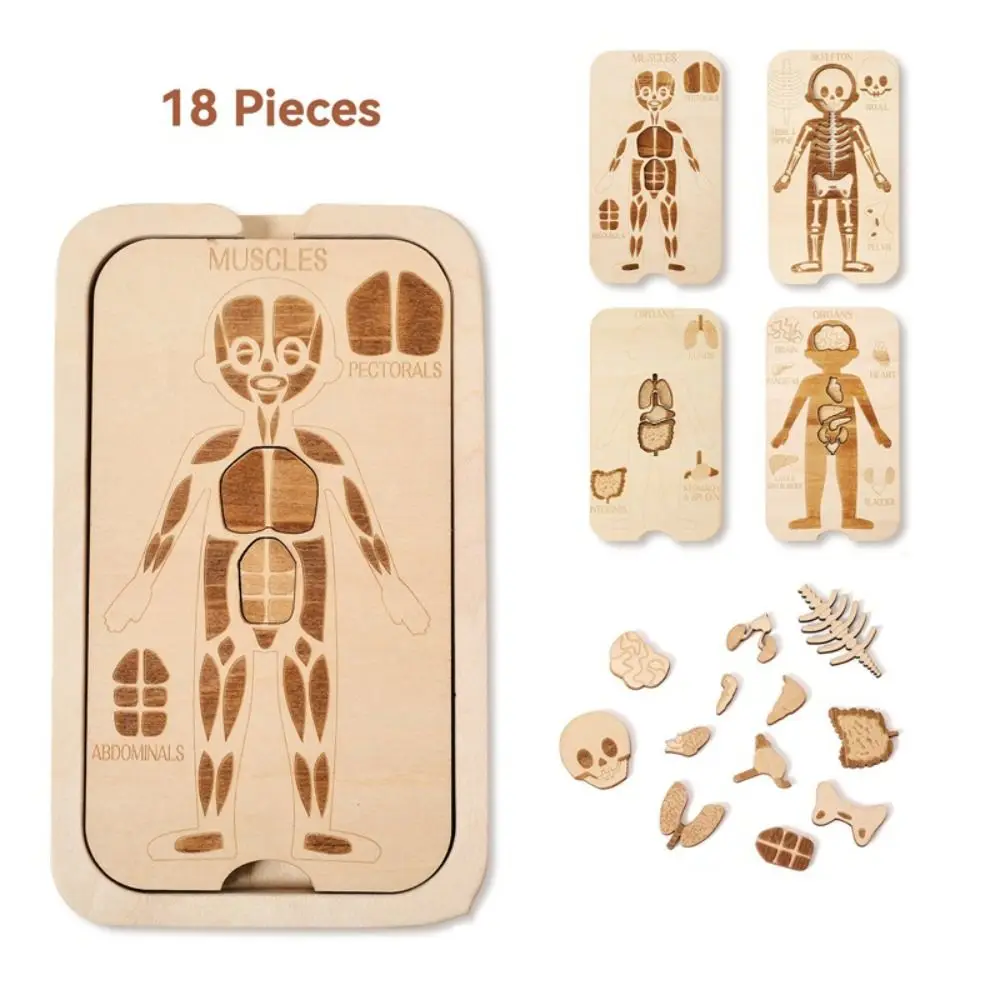 Jigsaw Design Montessori Jigsaw Puzzle Organ Model Educational Anatomy Organ Puzzle Learning Human Structure Human Structure