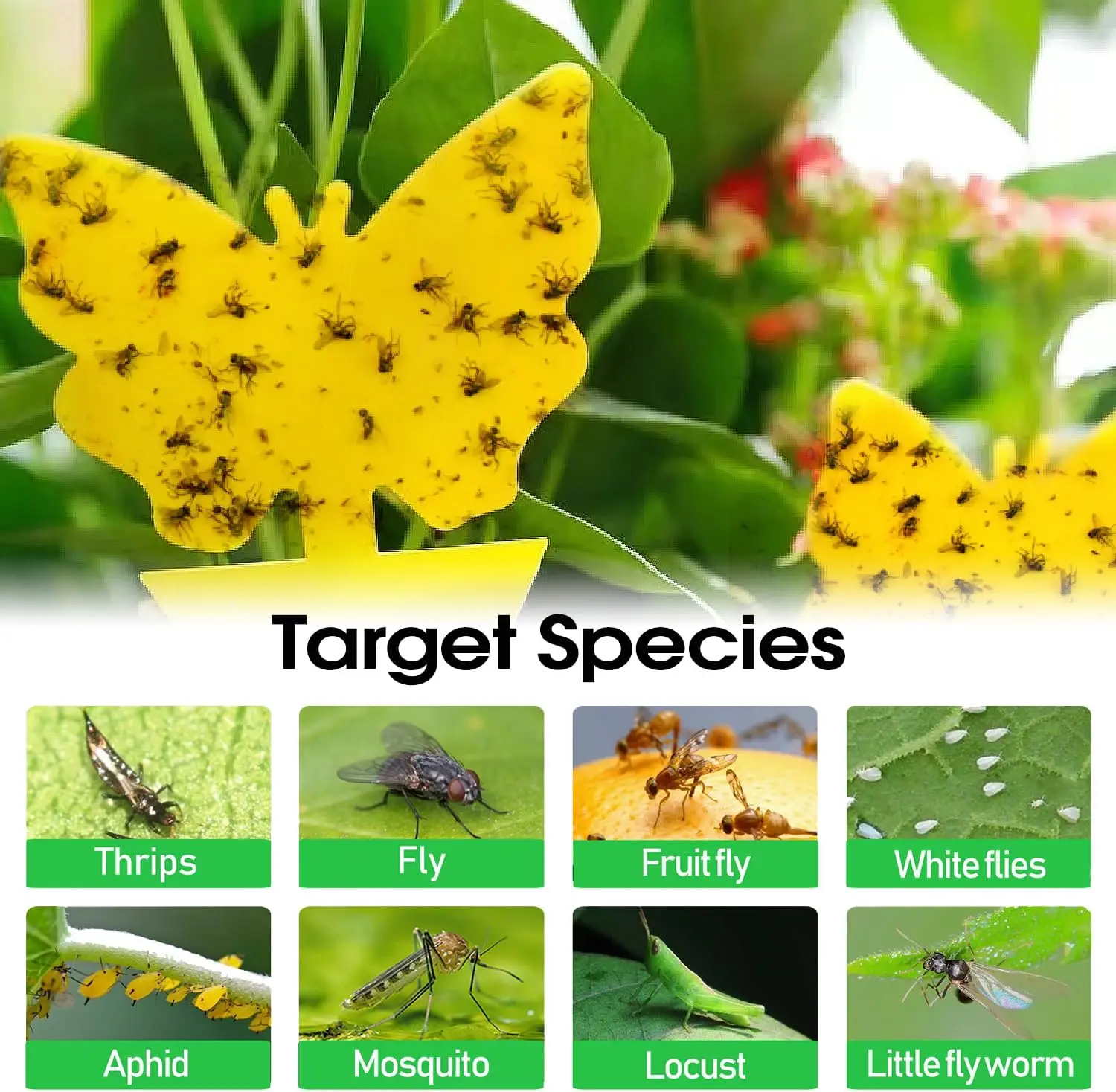 Universal Non-Toxic Flying Insect Traps - Indoor & Outdoor, Kid & Pet Safe, Economical Pack