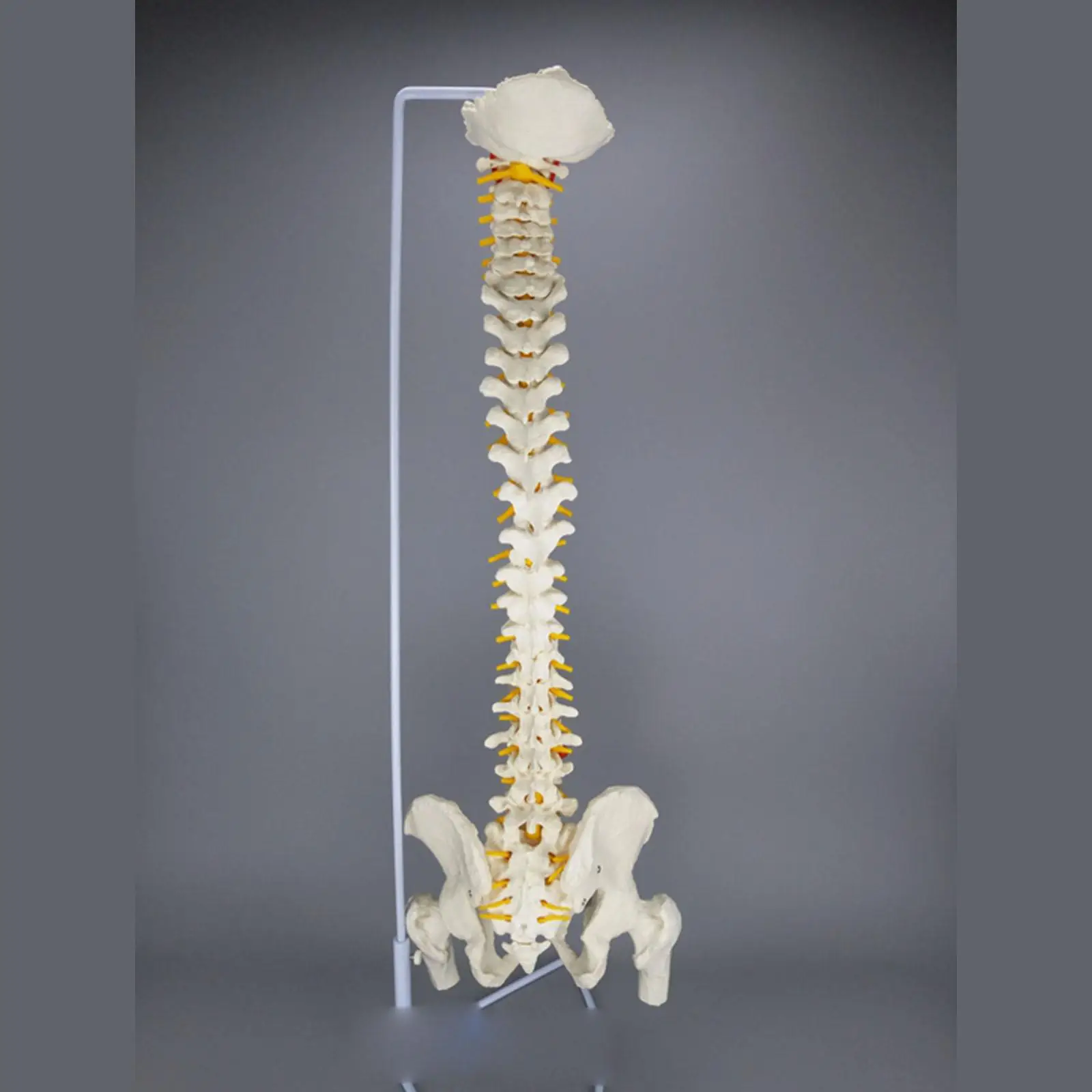 

PVC 85CM Human Anatomical Model Spinal Column Flexible Spinal Column With Leg Bones Medical Teaching