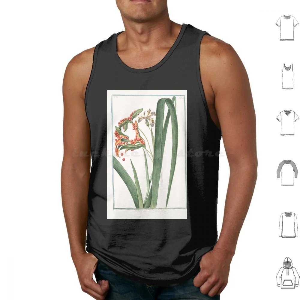 Hortus Romanus Iris Faetilophuma Seu Xyris Spatola Fotida Glayeul Puant Iris Foetilophuma Fety Iris Roast Beef Plant T