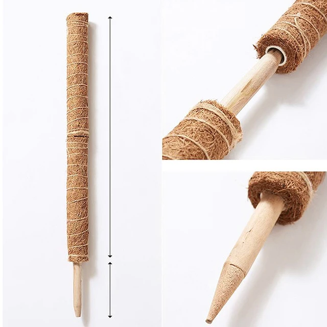 30/40/50 Cm Növényi Mászó Rúd Szőlő Kókuszdió Pálma Diy Újrafelhasználható Bottartó Tartó - Image 5