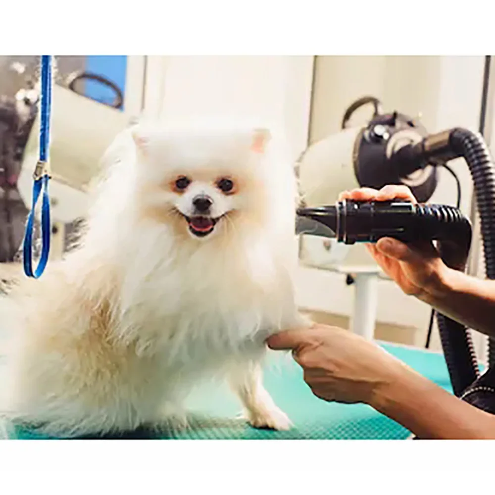 2800W Power Hair Dryer for Dogs Pet