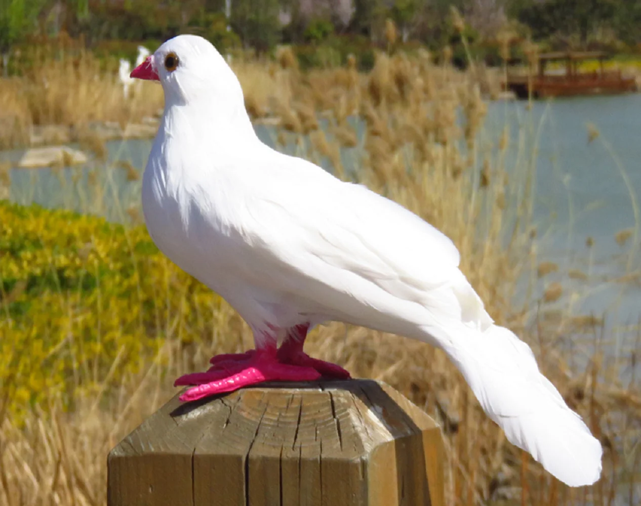 

cute simulation foam and feathers white dove bird garden decoration toy gift about 30cm h2675