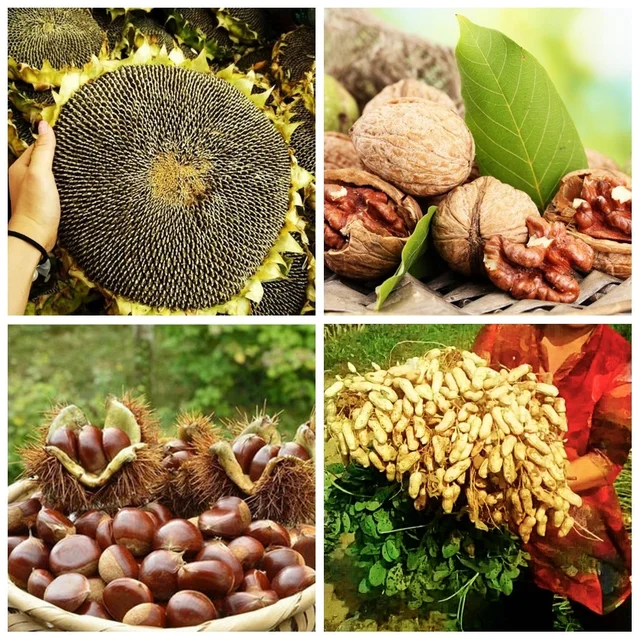 3Pcs 15G Boron Műtrágya Nátrium -Borát Egy Nyomkövetés Növény Élelmezés Növelje A Növekedés Gyümölcskimenetet Hidroponika Farm Zöldség - Image 5