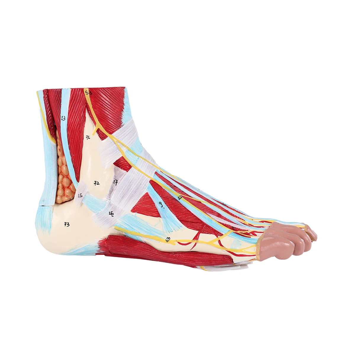 Human Foot Anatomy Model – 9 Parts 2