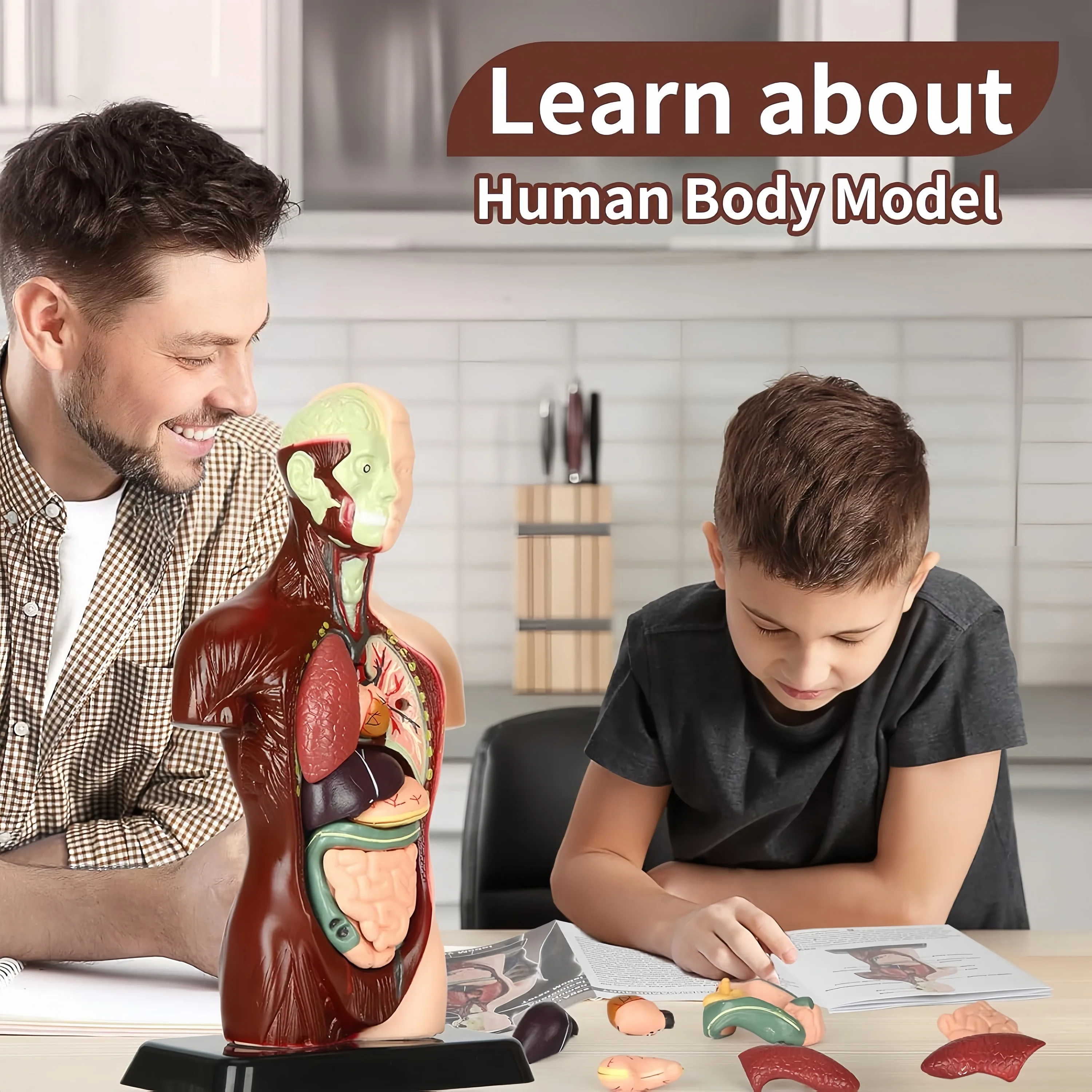 Human body kids education, DIY Mannequin 3D Human Body Model, Biology Educational Toys for children, one piece, Gift, Christmas 4