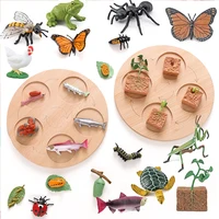 Animal Life Cycle Board Children Toys Montessori Teaching Aids Plant Animal Growth Cycle Model Set preschool cognitive Toys 1