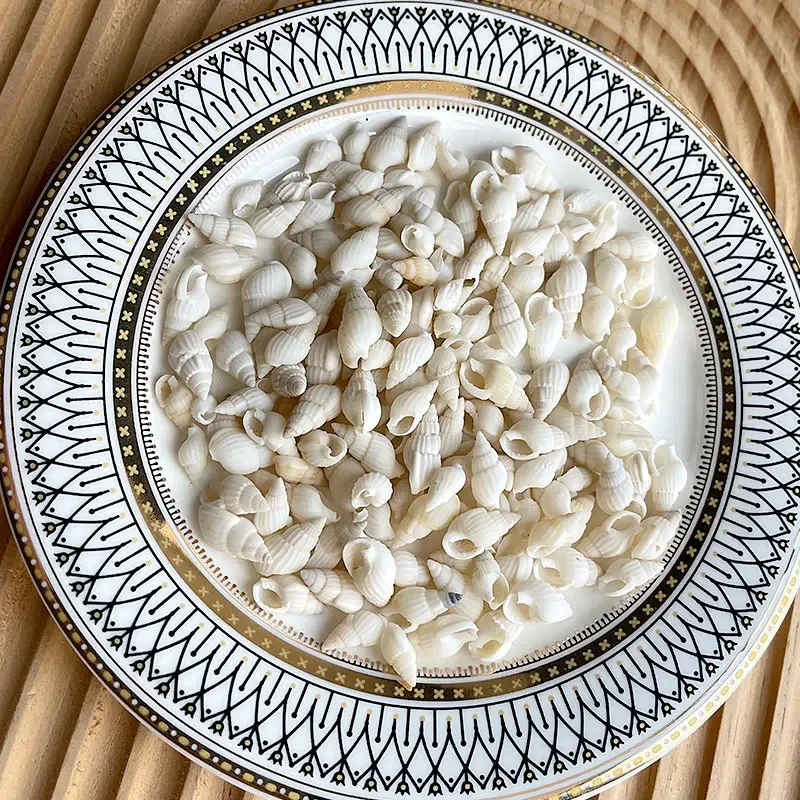 Natural Shell Ornaments Natural Mini Conch Sea Shells