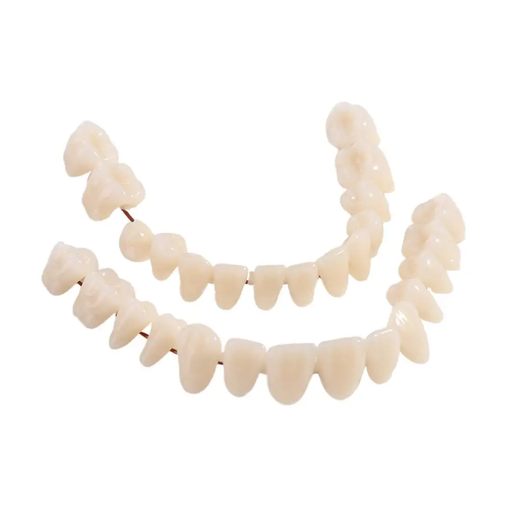 28 Pcs Resin Denture False Teeth Firm Improve Smile Dental Teeth Teaching Model Make Your Own Easy To Use Dental Training Models